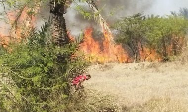 ۱۰۰ نخل خرمای دیگر در دهستان منیوحی آبادان آتش گرفت