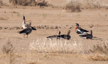 غازهای پیشانی سفید و عروس غاز به هورالعظیم بازگشتند