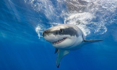 کمیته حفاظت از کوسه ماهیان در کیش تشکیل شد