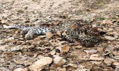 تلاش برای یافتن لاشه توله پلنگ در شیراز