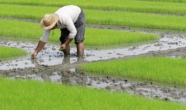 ممنوعیت کشت برنج در استان خوزستان