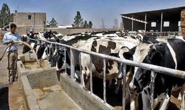 هشدار دامپزشکی خوزستان درباره بروز بیماری دامی تب 3 روزه