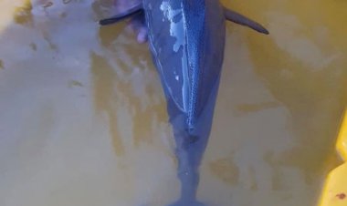 گاف عجیب در کیش، باعث مرگ گرازماهی شد