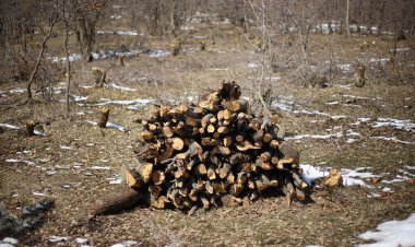 ببینید؛ عاملان قطع درختان کوهمره سرخی  دستگیر شدند