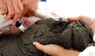 تولید ۸۵۰ کیلوگرم خاویار در فارس