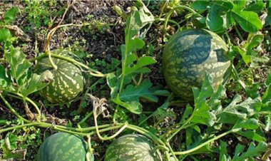 هشدار امور آب به کشاورزان کهگیلویه: در دشت‌ها هندوانه نکارید