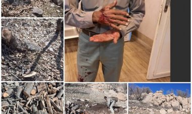 دستگیری قاچاقچیان چوب در شیراز