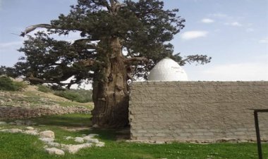 دغدغه مردم برای نگهداری از سرو ۲ هزار و ۷۷۰ ساله در روستای تاریخی لار