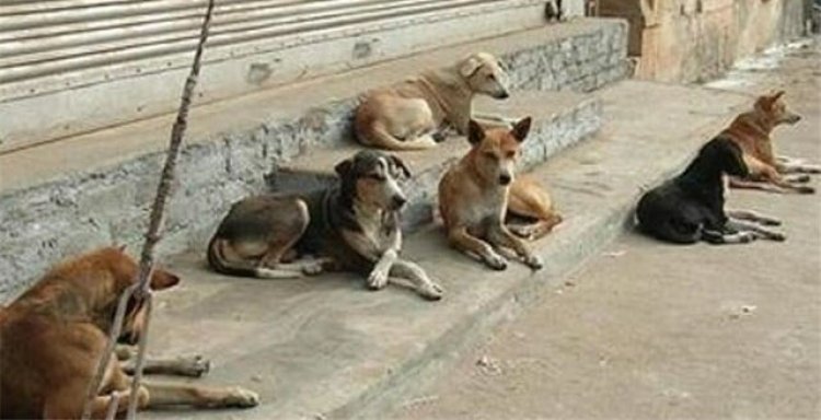 شهردار اهواز:  ساختمان شهرداری را می‌فروشیم و خرج جمع‌آوری سگ‌های بلاصاحب  می‌کنیم