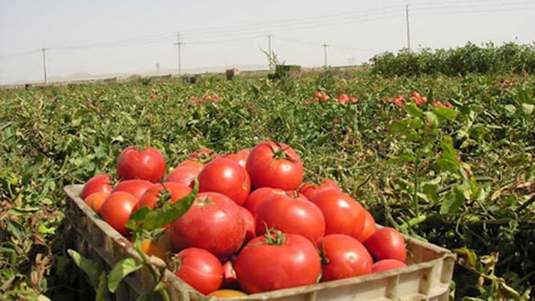 کشت گوجه‌فرنگی در استان بوشهر قراردادی می‌شود