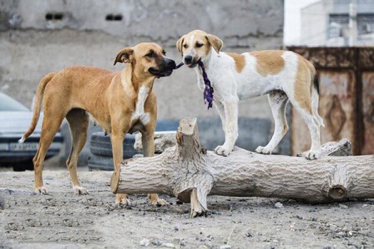 جولان سگ های بلاصاحب در کازرون و شهرداری همچنان در سکوت