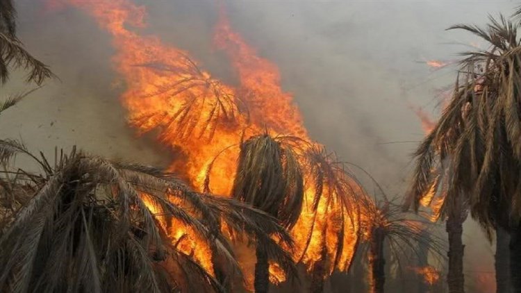 هزار نخل خرمای اروندکنار آبادان در آتش سوخت