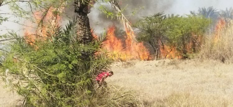 ۱۰۰ نخل خرمای دیگر در دهستان منیوحی آبادان آتش گرفت