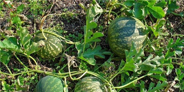 هشدار امور آب به کشاورزان کهگیلویه: در دشت‌ها هندوانه نکارید