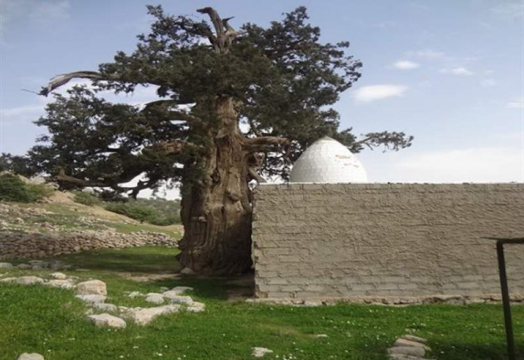 دغدغه مردم برای نگهداری از سرو ۲ هزار و ۷۷۰ ساله در روستای تاریخی لار