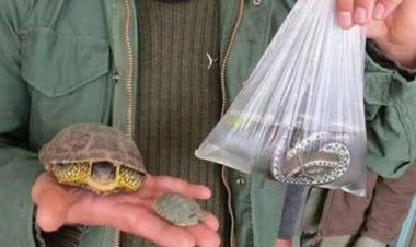 برخورد با فروشندگان گونه‌های جانوری و گیاهی حفاظت شده