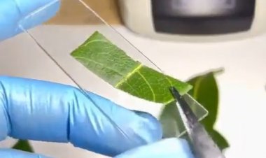 نحوه تولید اکسیژن توسط یک برگ در زیر میکروسکوپ