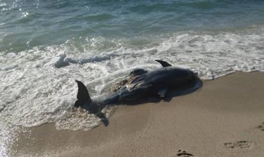 مرگ دلفین در سواحل خلیج‌فارس