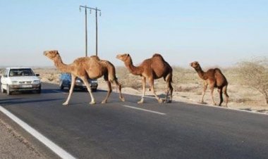 انتقاد از بی‌توجهی به تلفات تصادف با شتر در شرق هرمزگان