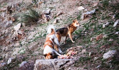جمع‌آوری سگ‌های بدون صاحب در اهواز آغاز شد