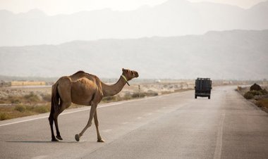 راه اندازی گشت ساربانی برای ثبت شترهای سرگردان در هرمزگان