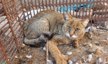 یک گربه جنگلی در داراب رها شد