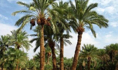 جای درخت بومی نخل در اهواز خالی است