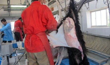 وضعیت اسفناک کُشتارگاه گچساران در آستانه نوروز