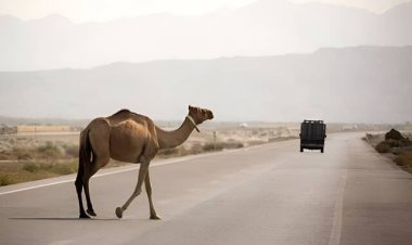 شتر در جاده های جاسک همچنان جان می گیرد