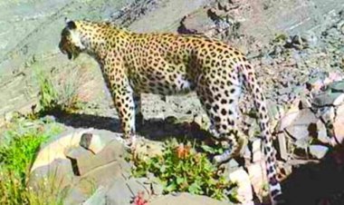 حمله پلنگ جان 8 گوسفند را در بشاگرد گرفت