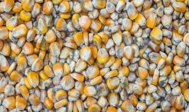 معاون وزیر اقتصاد: محموله ذرت آلوده دپو شده در بندر امام، از کشور خارج می‌شود