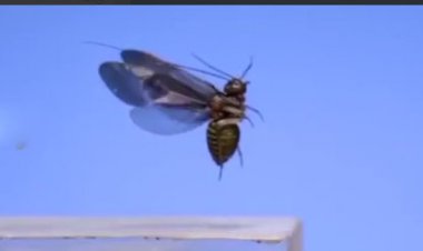 تیکآف زیبای حشرات با سرعت ۳۲۰۰ فریم بر ثانیه