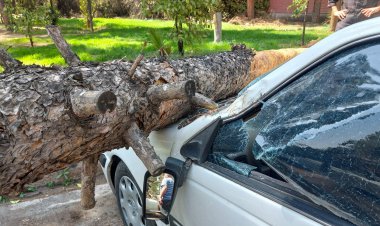 خسارات وزش باد شدید در شیراز