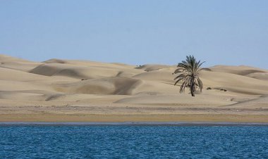 تک نخل ساحل کویری دَرَک را سر بریدند!