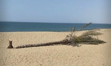 تک‌نخل سربریده «دَرَک» جایگزین می‌شود