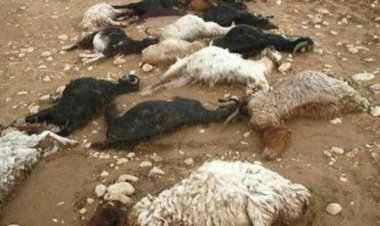 بیش از ۱۳ رأس گوسفند در ایذه بر اثر سانحه رانندگی تلف شدند