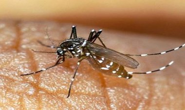 اگر به هرمزگان سفر می‌کنید مراقب نیش این حشره خطرناک باشید