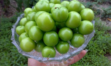 گوجه سبز کیلویی ۴میلیون تومانی تایید شد