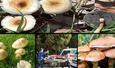 مردم از مصرف قارچ‌های خودرو خودداری کنند