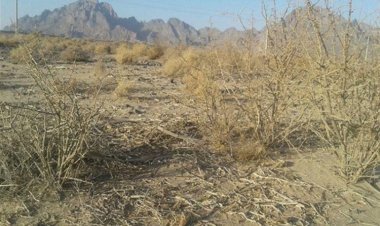 استاندار هشدار داد؛ میانگین بارندگی بوشهر  فقط ۲۵۵ میلیمتر