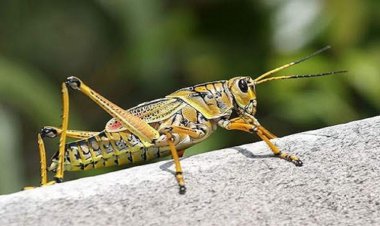 ورود ملخ های صحرایی به کشور طی ۲ هفته آینده