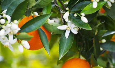 سوغات بهاری شیراز تهدیدی برای درختان نارنج