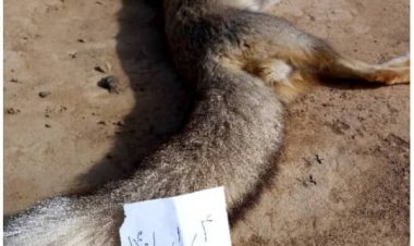 جزئیات کشتار فجیع چند روباه در زرین دشت فارس