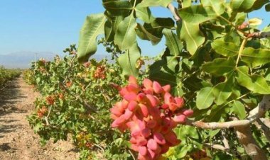 ببینید| ابتکار کشاورزان برای جلوگیری از سرمازدگی درختان پسته