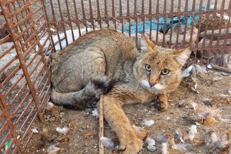 یک گربه جنگلی در داراب رها شد