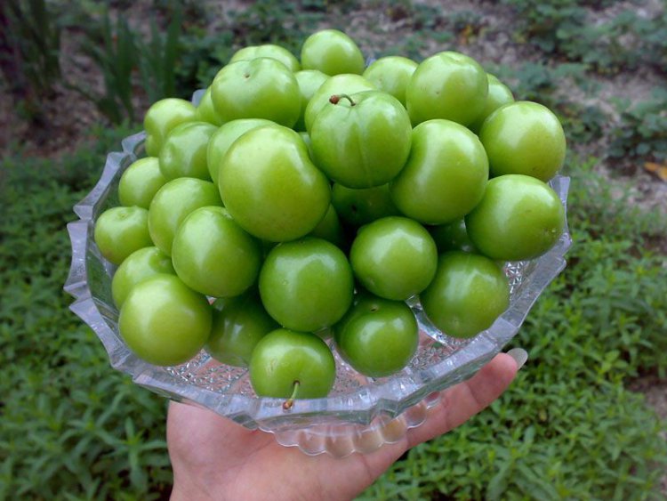 گوجه سبز کیلویی ۴میلیون تومانی تایید شد