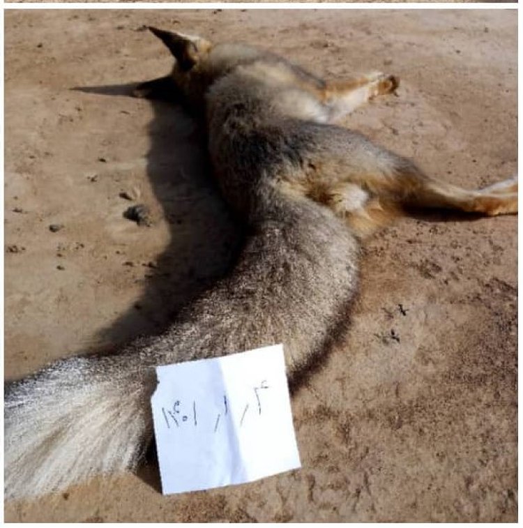 جزئیات کشتار فجیع چند روباه در زرین دشت فارس
