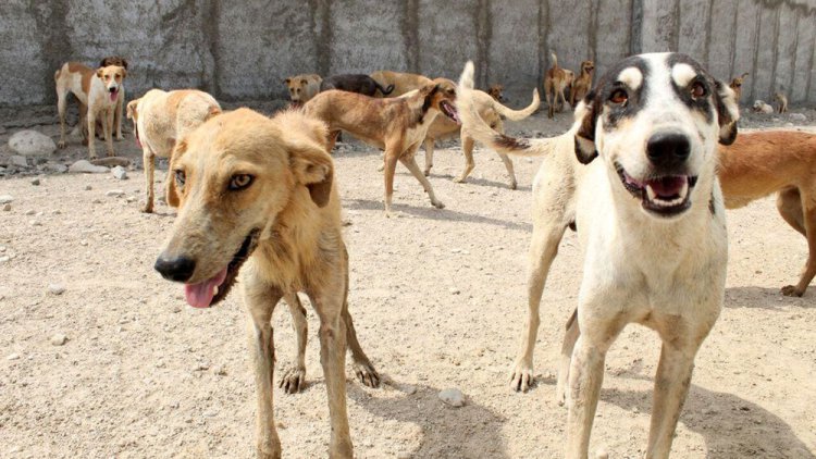 حمله سگ‌های ولگرد به گردشگر شیرازی در سواحل هندیجان