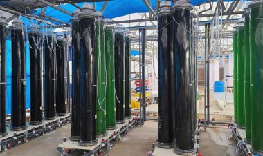 جلبک‌ها ماده اولیه صنایع مختلف می‌شوند!