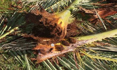 آلودگی بیش از ۳ هزار نخل فارس به آفت سوسک سرخرطومی